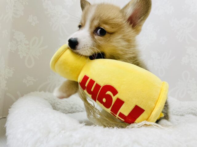 ウェルシュコーギー・ペンブローグ