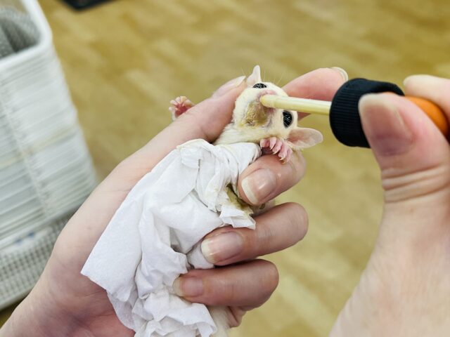 フクロモモンガ