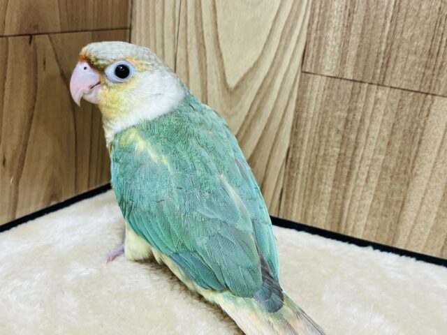 ホオミドリウロコインコ
