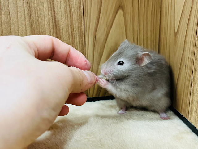 ゴールデンハムスター