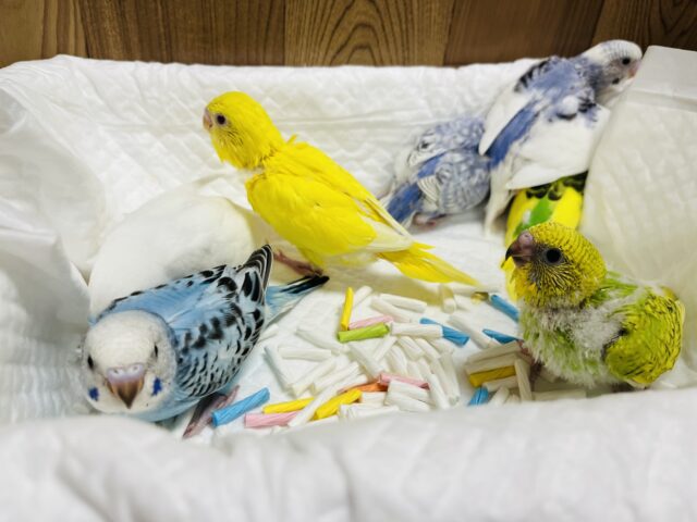 セキセイインコ