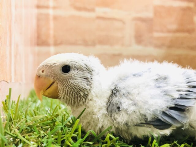 コザクラインコ（小桜インコ）
