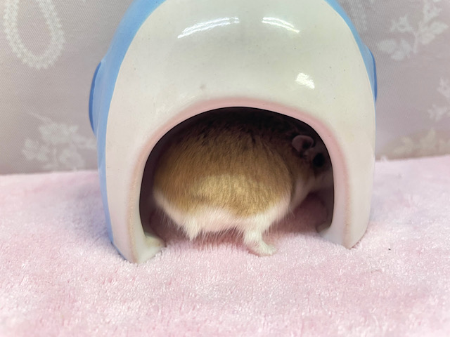 ロボロフスキーハムスター