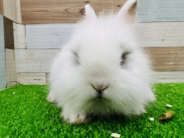 ライオンラビット