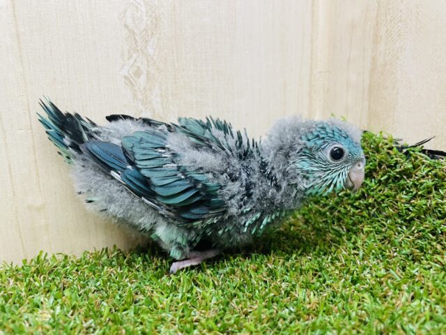 サザナミインコ