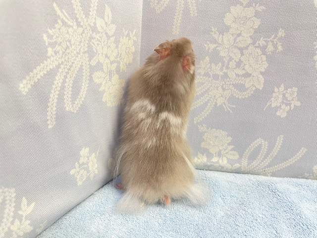 ゴールデンハムスター