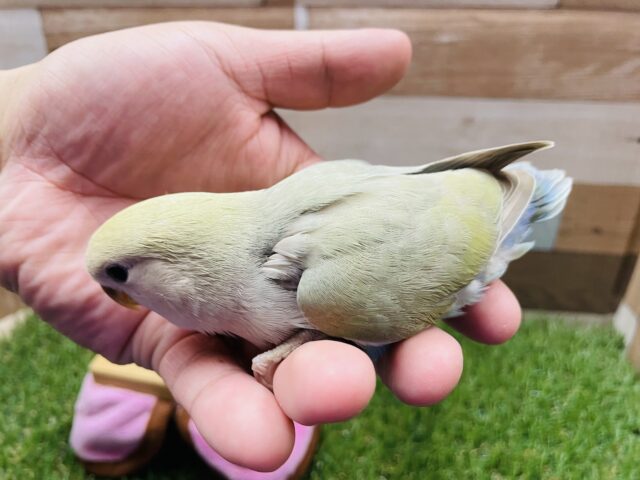 コザクラインコ（小桜インコ）