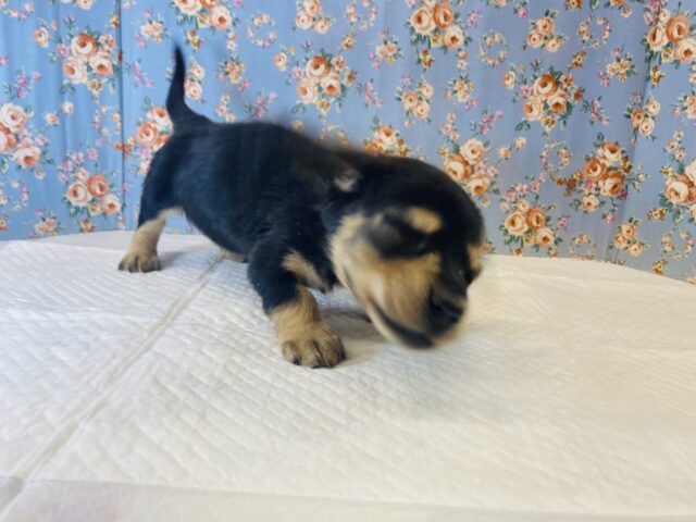 ミニチュアダックス