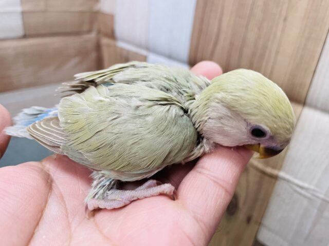 コザクラインコ（小桜インコ）
