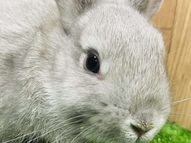 ネザーランドドワーフ