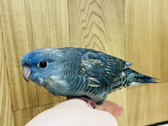 サザナミインコ