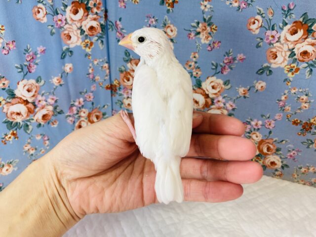 桜文鳥 / 白文鳥