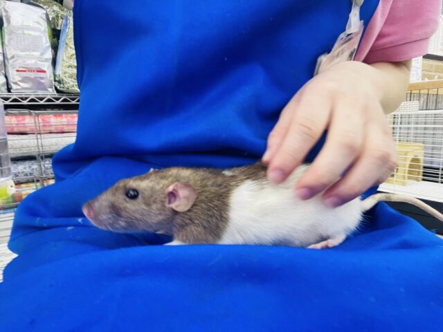 ファンシーラット