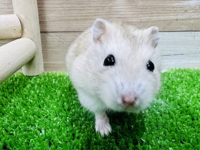 ジャンガリアン