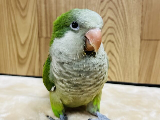 【最新動画更新🪄】いっぱい食べる君が好き♫オキナインコ(グリーン)ヒナ オキナインコ