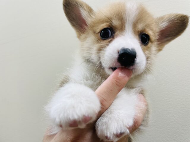 ウェルシュコーギー・ペンブローグ