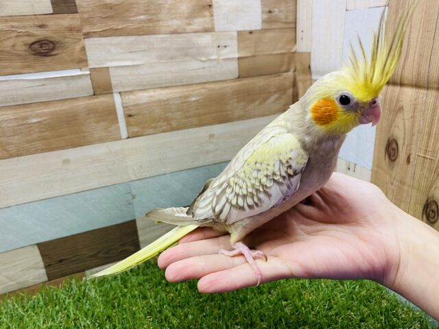オカメインコ