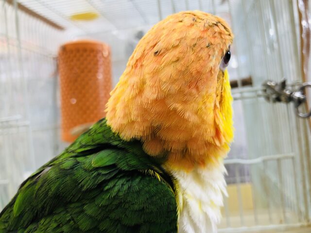 シロハラインコ