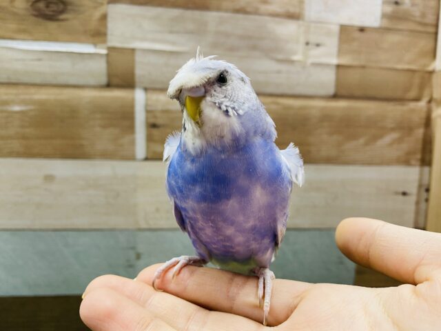 羽衣セキセイインコ