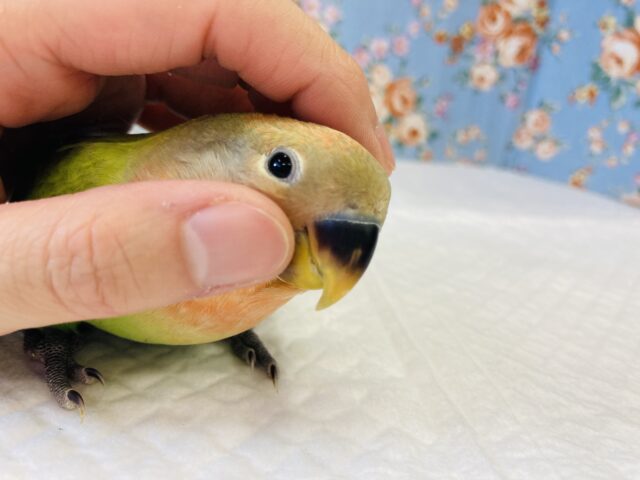 コザクラインコ（小桜インコ）