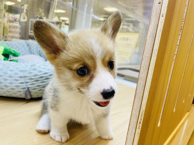 ウェルシュコーギー・ペンブローグ