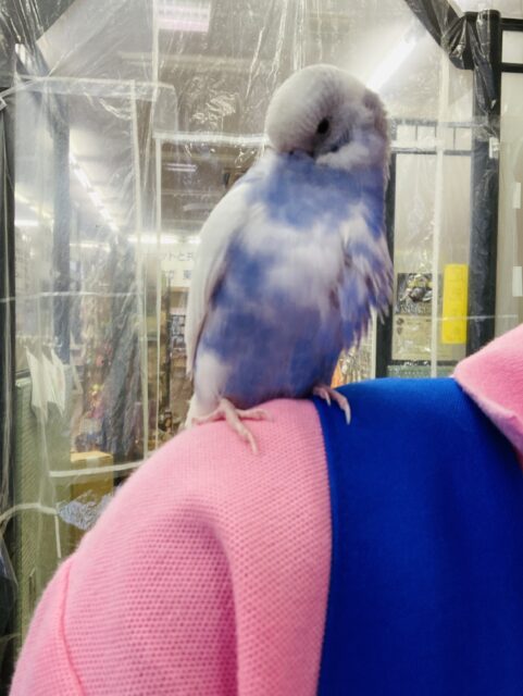 セキセイインコ