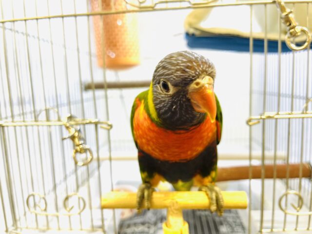 ゴシキセイガイインコ