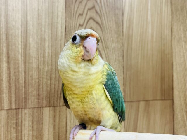 ホオミドリウロコインコ