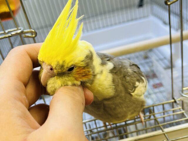 オカメインコ