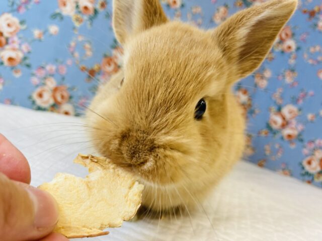 ネザーランドドワーフ