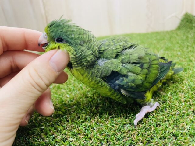 サザナミインコ