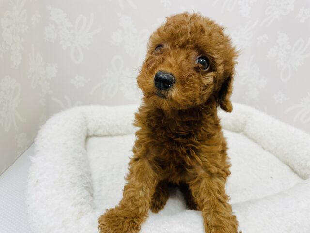 トイプードル