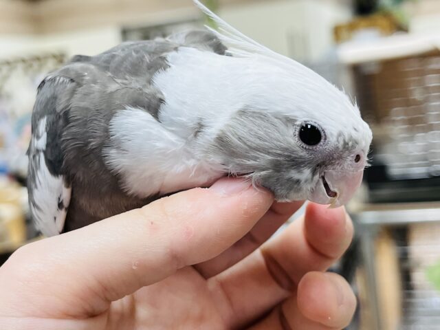オカメインコ
