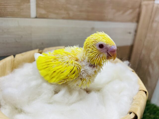 セキセイインコ