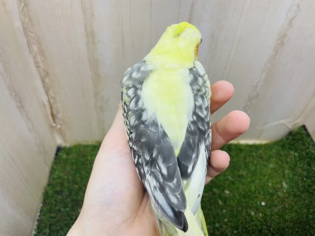 オカメインコ