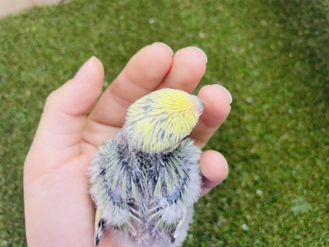 コザクラインコ（小桜インコ）