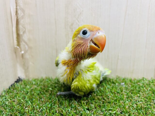 ヤマブキボタンインコ