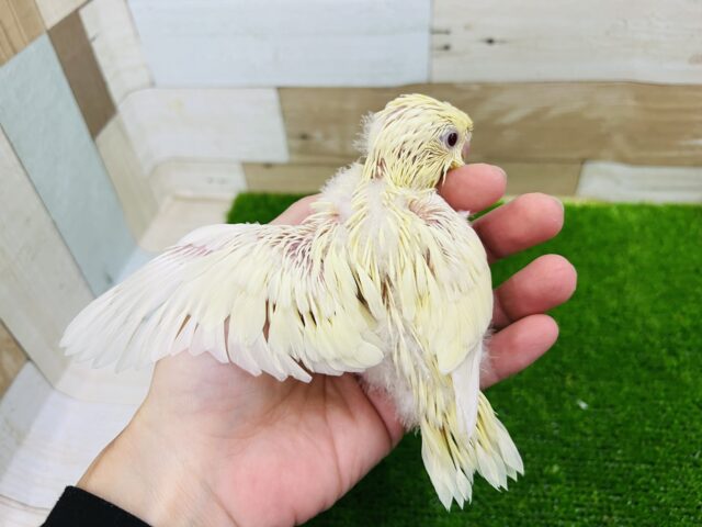 サザナミインコ
