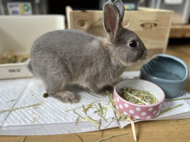 ネザーランドドワーフ