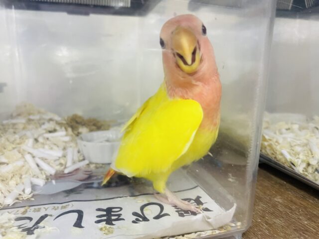 コザクラインコ（小桜インコ）