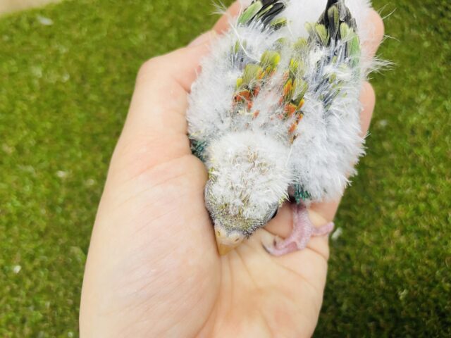 ビセイインコ（美声インコ）