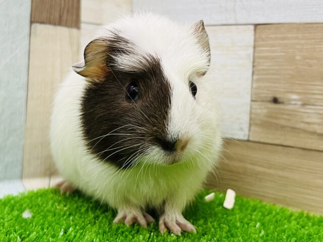 クレステッドモルモット