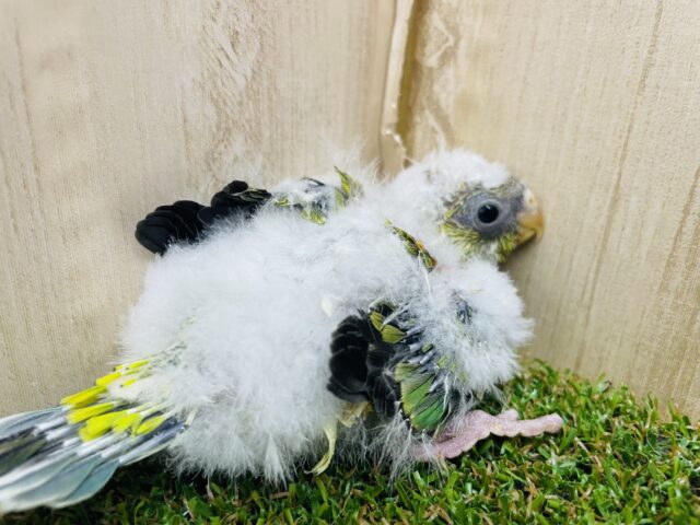 ビセイインコ（美声インコ）