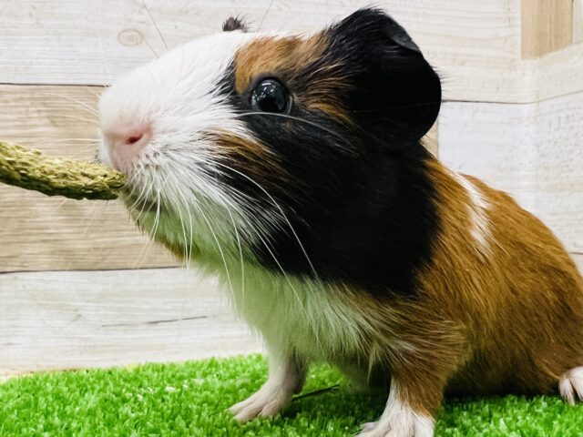 イングリッシュモルモット