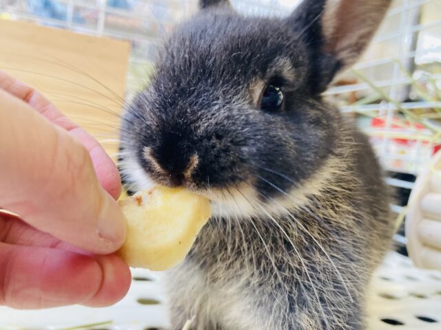 ネザーランドドワーフ