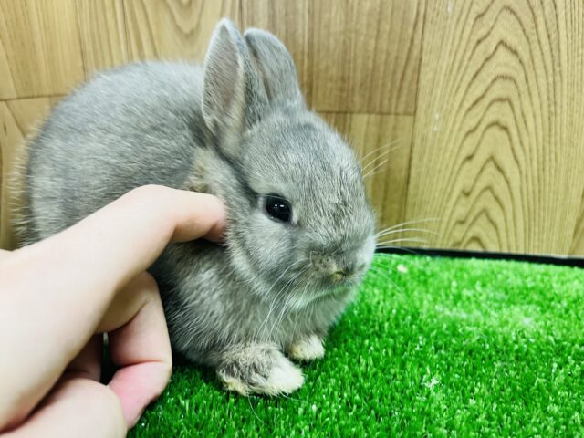 ネザーランドドワーフ