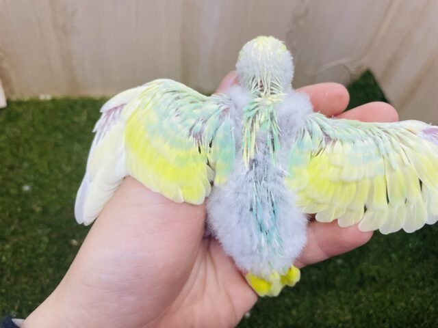 セキセイインコ
