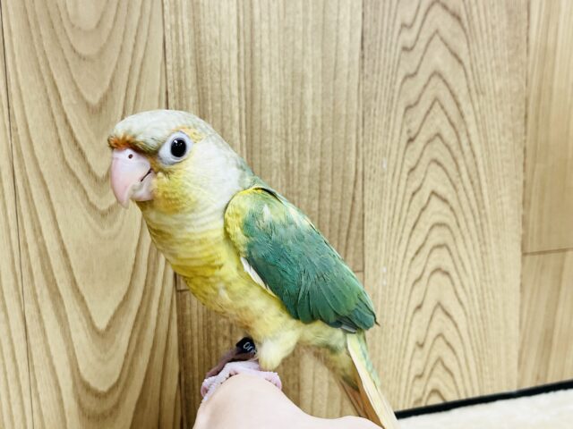 ホオミドリウロコインコ