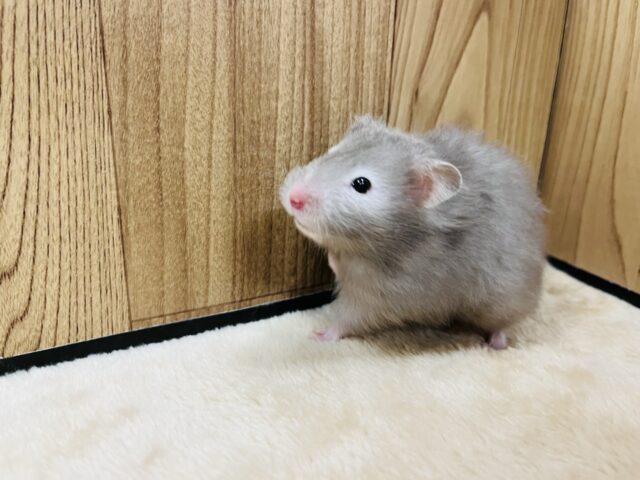 ゴールデンハムスター