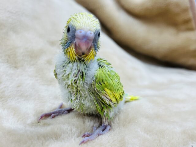 セキセイインコ